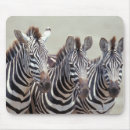 Suche nach zebras mousepads Afrika