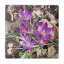 Suche nach krokus fliesen Botanisch