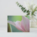 Suche nach lilium postkarten Rosa