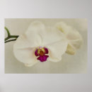Suche nach orchidee phalaenopsis poster Mottenorchideen