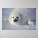 Suche nach harf poster Kanada