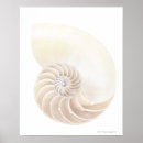 Suche nach der nautilus poster Tiere