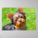 Suche nach große ohren poster Hund