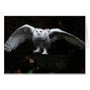 Suche nach weiße eule karten Schnee