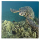 Suche nach algen fliesen Ozean