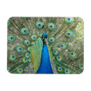 Suche nach peacock magnete Grün