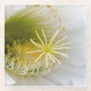 Suche nach kaktus blumen untersetzer Natur
