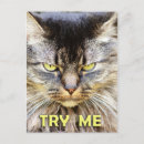Suche nach wütende katze postkarten Spaß