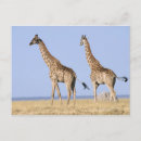 Suche nach etosha Tierwelt