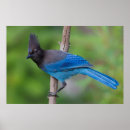 Suche nach ken archer poster Jay