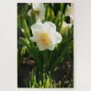 Suche nach narzissen puzzle Natur