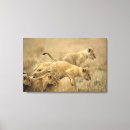 Suche nach serengeti leinwandbilder Wild lebende tiere