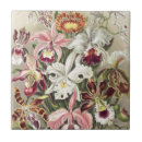 Suche nach haeckel fliesen Wissenschaftliche illustration