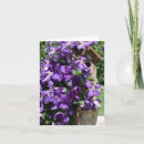 Suche nach clematis karten Fotografie