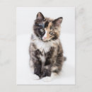 Suche nach kitten postkarten Vertikal