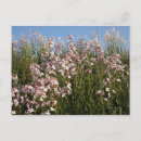 Suche nach rosa wilde blume postkarten Wildblume