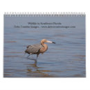 Suche nach auge kalender Tiere