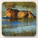 Suche nach schilf untersetzer Wasser