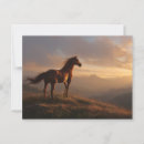 Suche nach mustang postkarten Wildpferd