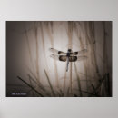 Suche nach vintage insekten poster Libelle