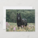 Suche nach friesische pferde postkarten Schwarz