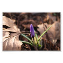 Suche nach krokus poster Wildblume