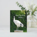 Suche nach ibises postkarten Tierwelt