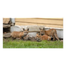 Suche nach drei tiere poster Für alle