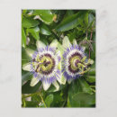 Suche nach passionsblume postkarten Botanisch