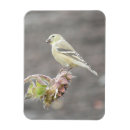 Suche nach niedlicher kleiner vogel magnete Vögel