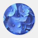 Suche nach blaue hydrangeas magnete Pflanze