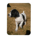 Suche nach pfeifer magnete Hund