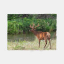 Suche nach bison decken Wildtiere