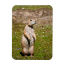 Suche nach präriehund magnete Süßes tier
