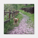 Suche nach yorkie hund magnete Hunde