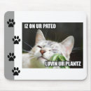 Suche nach lolcat Kitty