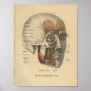 Suche nach menschlicher kopf poster Anatomie