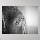 Suche nach weiße pferde poster Nebel