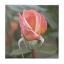 Suche nach orange rosen fliesen Für sie