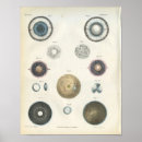 Suche nach augapfel poster Anatomie