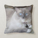 Suche nach hauskatze kissen Niedlich