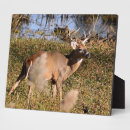 Suche nach hirsch fotoplatten Für alle