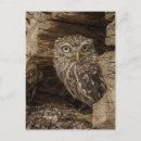 Suche nach bird of prey postkarten Owl