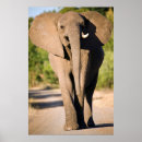 Suche nach afrikanische elefanten poster Afrikanischer elefant