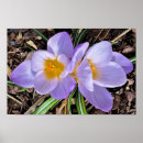 Suche nach krokus poster Natur