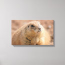 Suche nach prarie kunst Nagetier