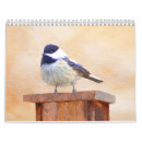 Suche nach specht kalender Kardinal