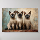 Suche nach siamesische katzen poster Niedlich