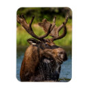 Suche nach stier magnete Montana