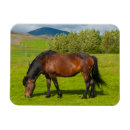 Suche nach isländische magnete Ranch